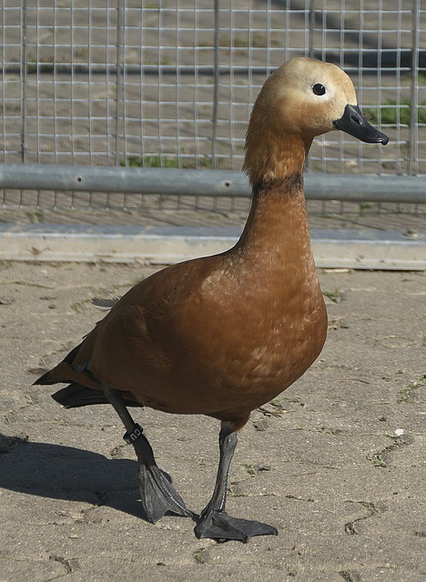 为了应对强